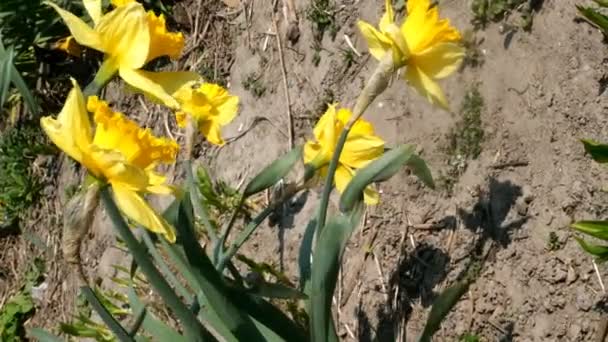 Az első tavaszi évelő virágok, a nárcisz vagy a Nárcisz poeticus virága a kertben vagy a ház hátsó udvarában nő, és könnyű szellőben ringatózik. Függőleges lövés. Közelkép. — Stock videók