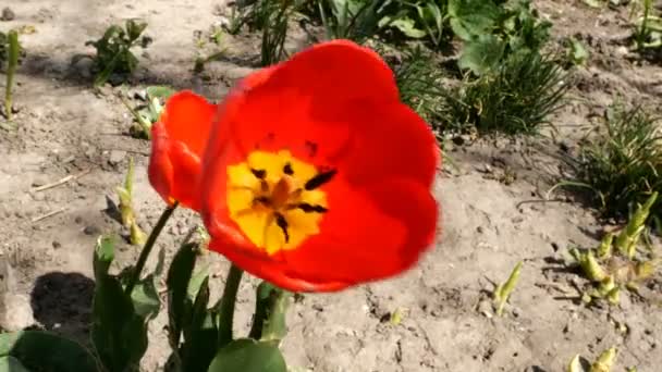 Twee bloeiende tulpenbloemen groeien buiten en schommelen op een lichte bries. Close-up. — Stockvideo