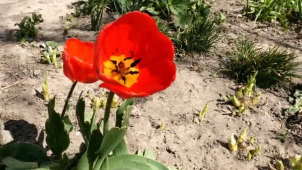 Dos flores de tulipán en flor crecen al aire libre y se balancean en la brisa ligera. Plan medio . — Vídeo de stock