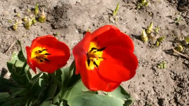 Dos flores de tulipán en flor crecen al aire libre y se balancean en la brisa ligera. Primer plano . — Vídeo de stock