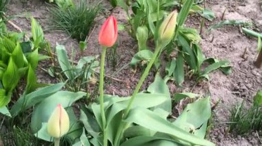 Dışarıda üç güzel lale çiçeği yetişiyor ve hafif esintide salınıyor. Yakın plan..