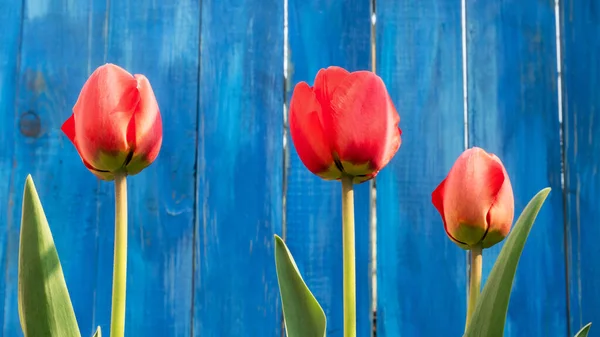 Drei Leuchtend Rote Blühende Tulpen Wachsen Der Nähe Eines Blauen — Stockfoto