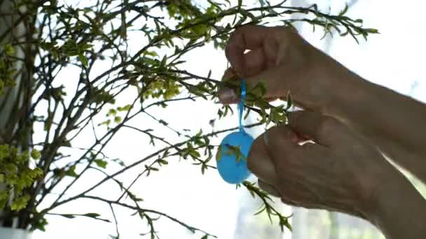 Vrouwelijke handen versieren levende paasboom, opknoping op het kleurrijke eieren, in haar huis in de buurt door het raam. Close-up. — Stockvideo