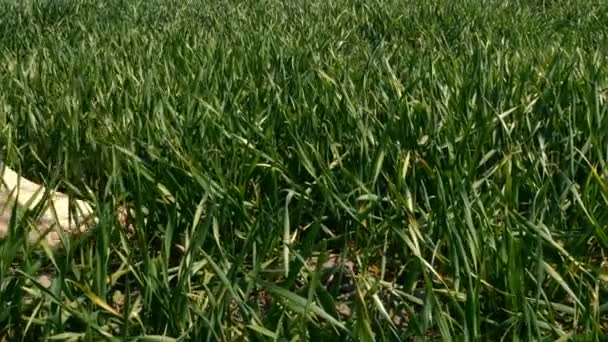 Barefoot female feet tread on green grass, that sways in wind, in field or in meadow. Close-up. — Stock Video