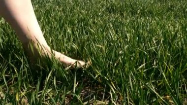 Çıplak ayaklı dişi ayaklar yeşil çimlere basar, rüzgarda, tarlada ya da çayırda sallanır. Yakın plan..