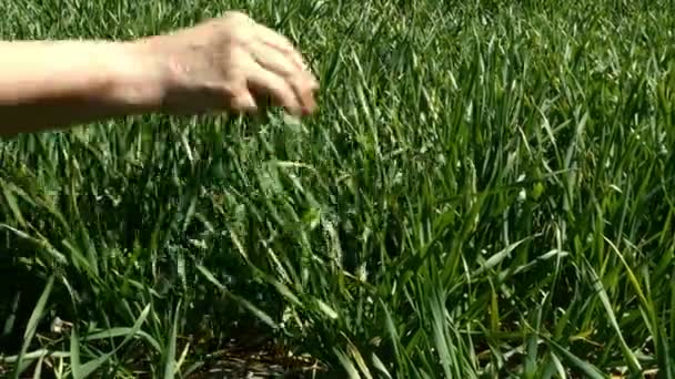Ženská ruka se dotýká, hladí a hladí dlouhou zelenou trávu na poli. Zemědělství příroda pozadí. Detailní záběr. — Stock video