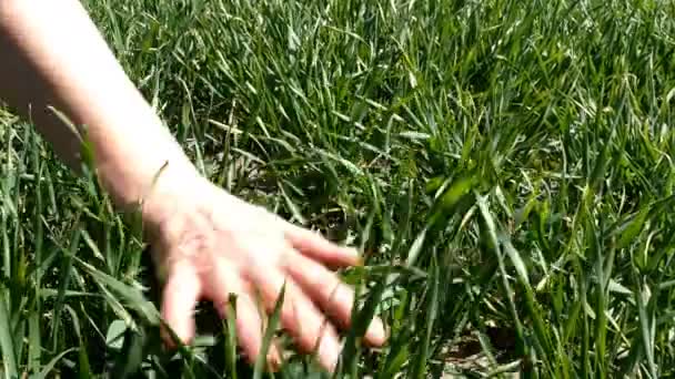 Woman hand touch, stroke and caressing long green grass on field. Agriculture nature background. Close-up. — Stock Video