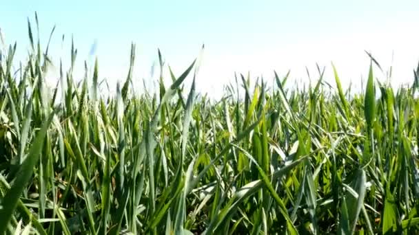 Junges grünes Gras wiegt sich im Wind, auf Wiese oder Feld in der Landschaft und am blauen Himmel. Frühling Natur Hintergrund. Nahaufnahme. — Stockvideo