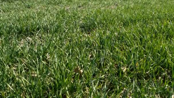 若い緑の草は風の中で、牧草地や田舎のフィールドで揺れます。春の自然を背景に。閉鎖. — ストック動画