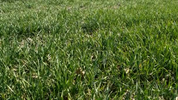 La hierba verde joven se balancea en el viento, en el prado o en el campo en el campo. Fondo de la naturaleza de primavera. Primer plano . — Vídeo de stock