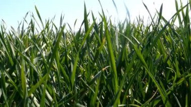 Genç yeşil çimenler rüzgarda sallanıyor, kırsal alanda ya da kırsal alanda ve mavi gökyüzünde. Bahar zamanı doğa geçmişi. Yakın plan..
