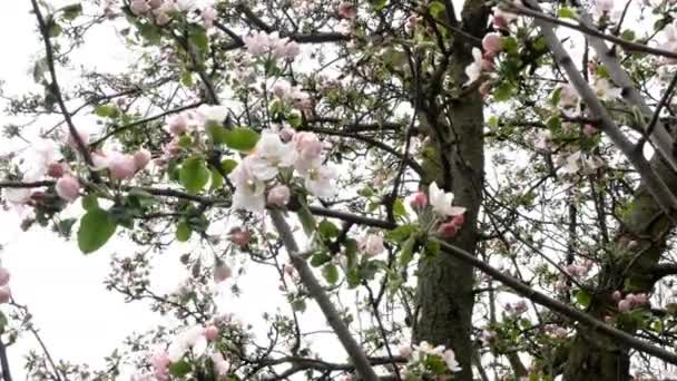 Güneşli bir günde, çiçek açmış bir elma dalı ilkbaharda rüzgarda sallanır. Yakın plan.. — Stok video