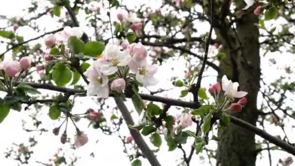 Apfelzweig in Blüte mit weißen Blüten an sonnigen Tagen schwankt im Frühling im Wind. Nahaufnahme. — Stockvideo