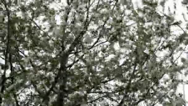 Cerisier en fleur au printemps. Beaucoup de fleurs densément blanches, poussent sur les branches, oscillant sur un vent fort contre le ciel . — Video