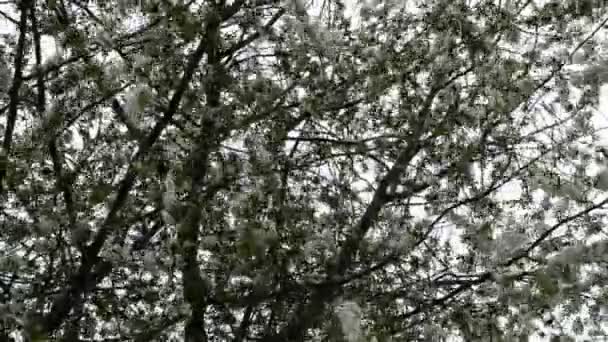 Cerisier en fleur au printemps. Beaucoup de fleurs densément blanches, poussent sur les branches, oscillant sur un vent fort contre le ciel . — Video