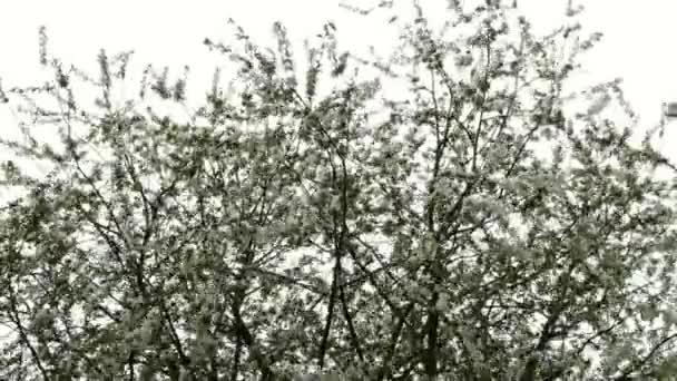 Cerisier en fleur au printemps. Beaucoup de fleurs densément blanches, poussent sur les branches, oscillant sur un vent fort contre le ciel .