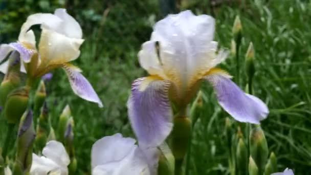 Flores de iris púrpura con gotas de lluvia en los pétalos crecen en un macizo de flores o en el patio trasero. De cerca. . — Vídeos de Stock