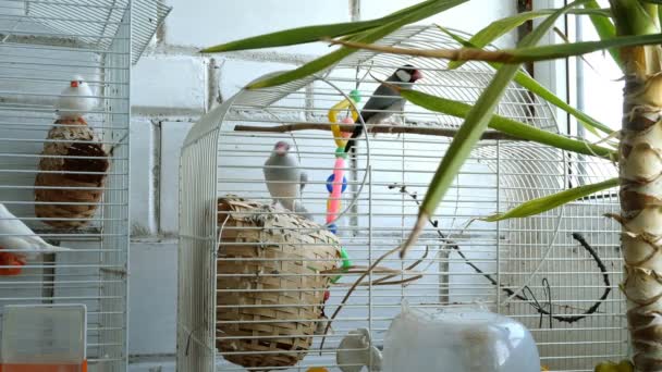 Amadina birds in cage jump and fly in room near window or in pet store. Medium plan. — Stock Video