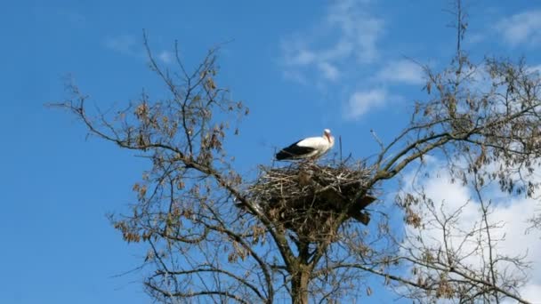 Solo cigüeña se encuentra en su nido, que se encuentra en el árbol alto y grande. Sobre el fondo del cielo azul y las nubes. Plan global . — Vídeo de stock