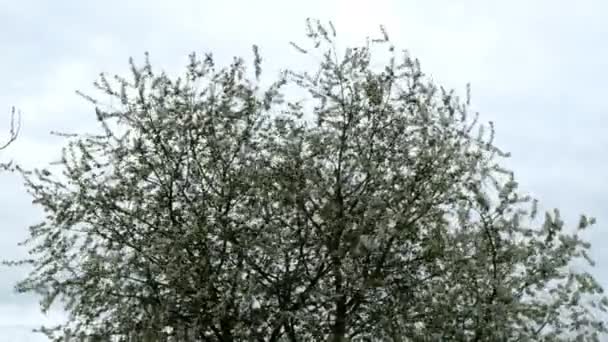 Cerisier en fleur au printemps. Beaucoup de fleurs densément blanches, poussent sur les branches, oscillant sur un vent fort contre le ciel . — Video