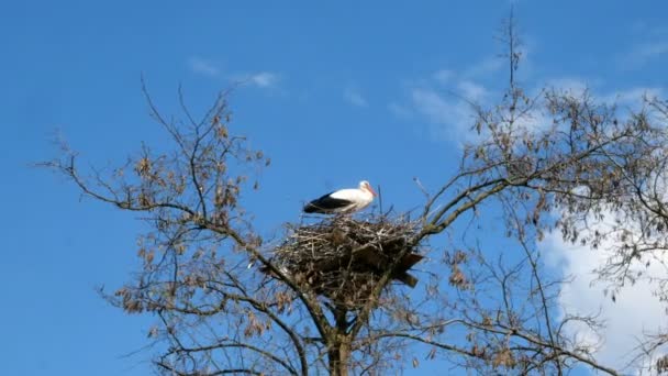 Alleen ooievaar staat in zijn nest, dat is gelegen op hoge grote boom. Tegen de achtergrond van blauwe lucht en wolken. Algemeen plan. — Stockvideo