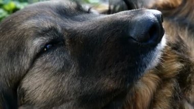 Namlu kırması mı yoksa evcil melez köpek mi? Gözler, burun, saç. Yakın plan..