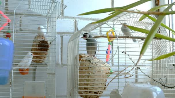 Amadina Birds Cage Jump Fly Room Window Pet Store Medium — Stock Video