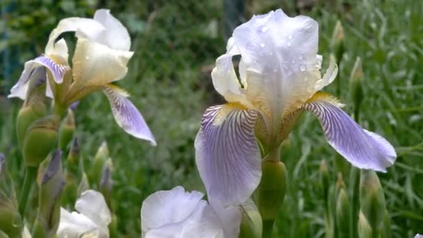 Flores Iris Púrpura Con Gotas Lluvia Los Pétalos Crecen Macizo — Vídeos de Stock