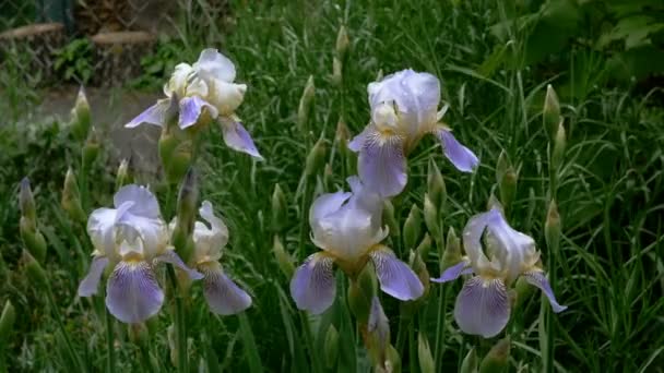 Fleurs d'iris violet avec des gouttes de pluie sur les pétales poussent sur le lit de fleurs ou dans la cour arrière. Plan moyen .