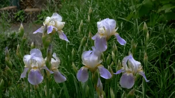 Paarse irisbloemen met regendruppels op bloemblaadjes groeien op bloembed of in de achtertuin. Middelgroot plan. — Stockvideo