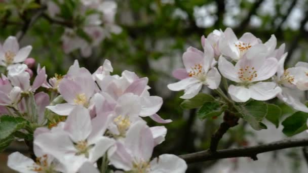 Rosa und weiß blühende Apfelblütenknospen und Blüten auf im Wind schwankenden Ästen. Blühender Obstbaum im Frühlingsgarten. Nahaufnahme. — Stockvideo