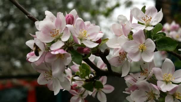 Flores y capullos de manzana de flor rosa y blanca en rama de árbol balanceándose en el viento. Árbol frutal floreciente en jardín de primavera. Primer plano . — Vídeo de stock