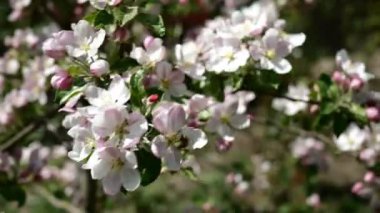 Pembe ve beyaz elma çiçeği tomurcukları ve rüzgarda sallanan ağaç dalında çiçekler. Bahar bahçesinde çiçek açan meyve ağacı. Yakın plan..