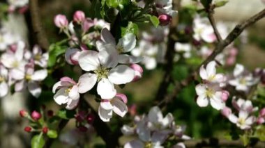 Pembe ve beyaz elma çiçeği tomurcukları ve rüzgarda sallanan ağaç dalında çiçekler. Bahar bahçesinde çiçek açan meyve ağacı. Yakın plan..