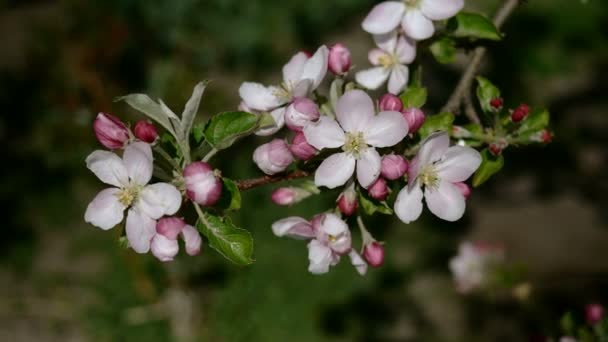 Rosa und weiß blühende Apfelblütenknospen und Blüten auf im Wind schwankenden Ästen. Blühender Obstbaum im Frühlingsgarten. Nahaufnahme. — Stockvideo