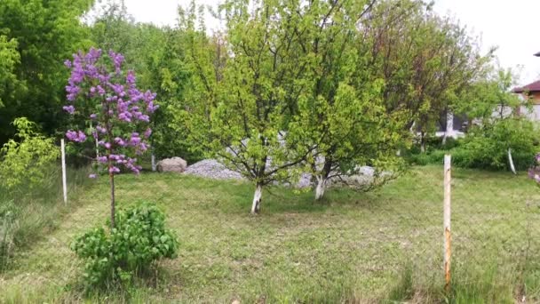 El árbol que florece de color lila crece en el césped, en el patio trasero de la casa en primavera, se balancea en el viento. Plan global . — Vídeos de Stock