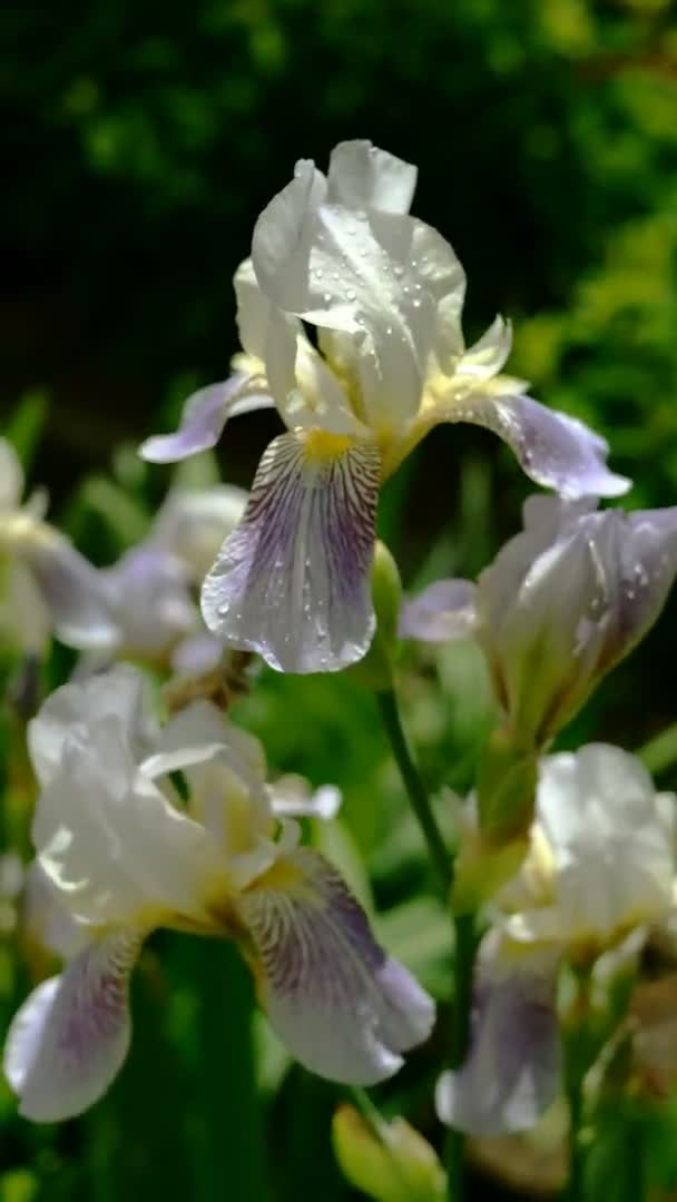 Lilla Irisblomster Med Regndråper Bladene Vokser Blomsterbed Eller Hagen Vertikal – stockvideo