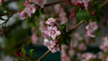 Pembe çiçek açan Weigela Florida Nana Variegata tomurcukları ve rüzgarda sallanan çalılarda çiçekler. Bahar bahçesinde çiçek açan çalılar. Vertikal video. Yakın plan. Açık havada..