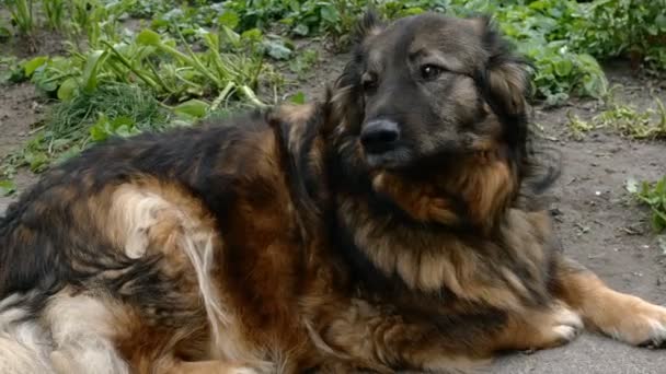 Melezler Evcil Melez Köpekler Evlerinin Bahçesinde Çimlerin Üzerinde Yatarlar Yakın — Stok video