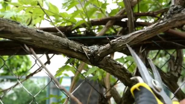 Human Hand Cuts Dry Twigs Vines Grape Bush Using Pruner — Stock Video