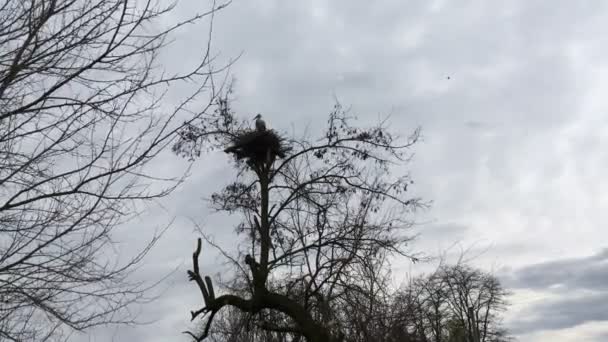 Ensamstående Stork Står Sitt Som Ligger Höga Stora Träd Mot — Stockvideo