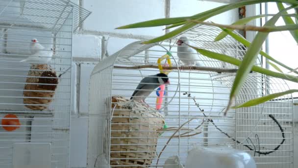 Las Aves Amadina Jaula Saltan Vuelan Habitación Cerca Ventana Tienda — Vídeos de Stock