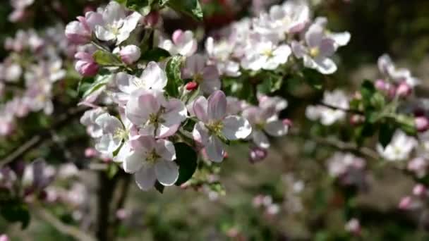 Pembe Beyaz Elma Çiçeği Tomurcukları Rüzgarda Sallanan Ağaç Dalında Çiçekler — Stok video