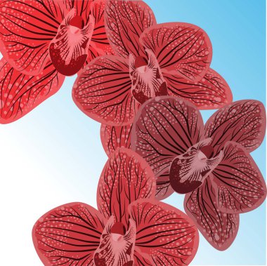 Siyah arkaplanda soyut mor orbitler çizimi. Baskı tasarımı için gerçekçi orkide. Vektör tasarımı çizimi. Siyah siyah arka plan. Doğa zemin