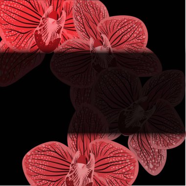 Siyah arkaplanda soyut mor orbitler çizimi. Baskı tasarımı için gerçekçi orkide. Vektör tasarımı çizimi. Siyah siyah arka plan. Doğa zemin