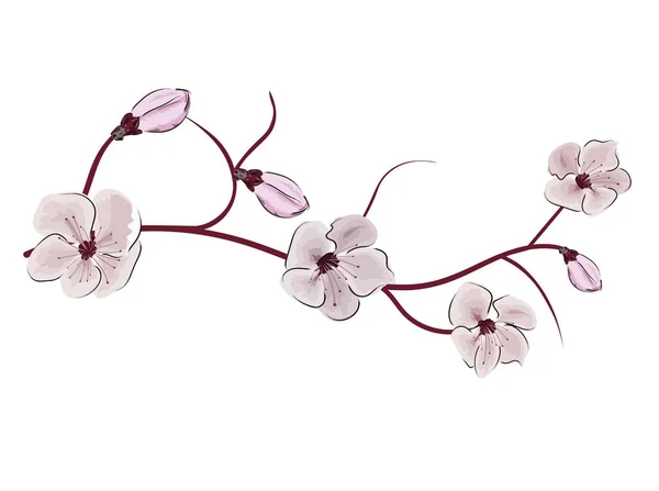 Illustration rose chinois sur fond blanc. Branche de fleurs de cerisier. Sakura fleur vectorielle. Illustration réaliste. Branche de cerisier . — Image vectorielle