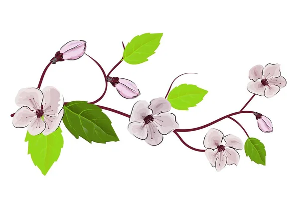 Chinesisch rosa Illustration auf weißem Hintergrund. Kirschblütenzweig. Sakura-Vektorblume. Realistische Illustration. Kirschbaumzweig. — Stockvektor