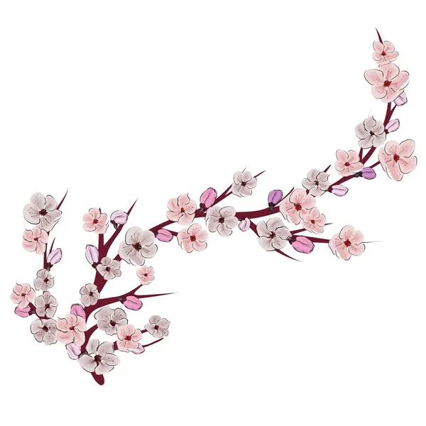 Beyaz arka planda Çin pembesi çizimi. Kiraz çiçeği dalı. Sakura vektör çiçeği. Gerçekçi illüstrasyon. Kiraz ağacı dalı.