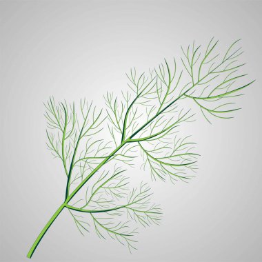 Bir dal dereotu. İzole vektör çizimi. Bitkisel bitki. Botanik illüstrasyon.
