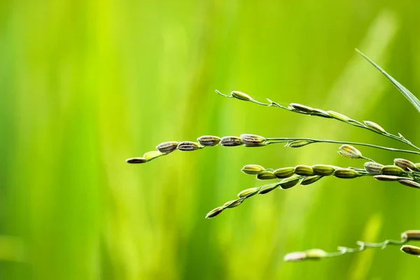 Ear of rice with soft focus of green paddy field in the backgrou — Stock Photo, Image